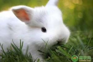 嘉祥野兔养殖基地(2019年兔子最新价格多少钱一只？兔子肉是发物吗？如何保存？)