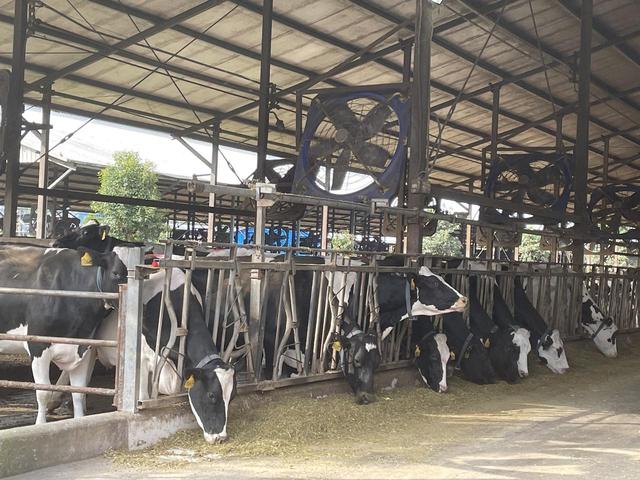 探访丨川东北唯一奶牛产业基地县，这家牧场日产鲜奶26吨，一天产的奶够10万人吃