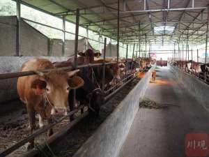 四川蚯蚓养殖基地(产值目标15亿元，苍溪肉牛羊产业如何“牛”起来？)