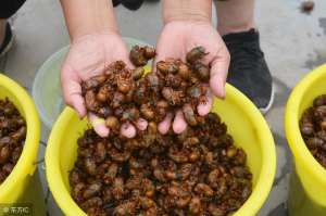 蝉哪里有养殖技术(农村常见的金蝉，在果园里养殖是否可行？利润怎么样？)