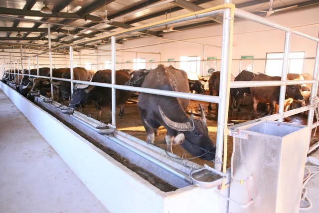 90%以上的上海水牛都在崇明？