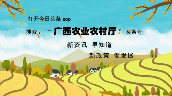 广西靖西：这位果农发展有奇招，养起奶牛种沃柑，立体种养财富来
