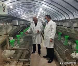 重庆荣昌野兔养殖基地(重庆伊普吕农牧科技有限公司：振兴乡村（兔）产业新模式)