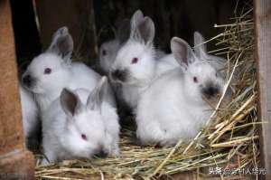 肉兔养殖方法(肉兔的日常饲养以及管理技术)