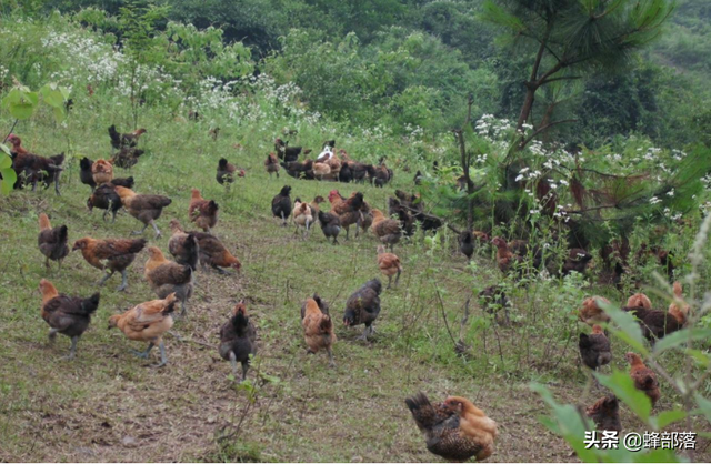 把家鸡放到荒野能否变成野鸡？农村“包山头”养殖已经证实