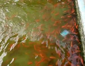 池塘金鱼养殖技术(我们饲养个金鱼这么难，看看鱼场里如何饲养金鱼？)