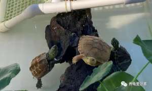 乌龟养殖实用新技术(2022年里，要想养龟成功，这几条是必经之路)