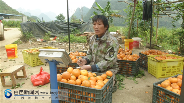 广西靖西：这位果农发展有奇招，养起奶牛种沃柑，立体种养财富来