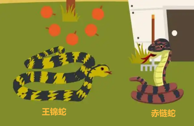“中国第一蛇村”：300万条蛇与人同吃同住，蛇王靠它年收入千万