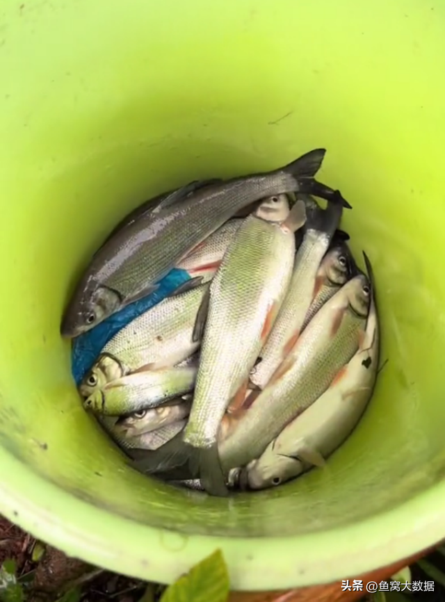 湖南郴州河水猛涨，钓鱼人成桶捞老鼠鱼送人，这种鱼钓鱼人不吃