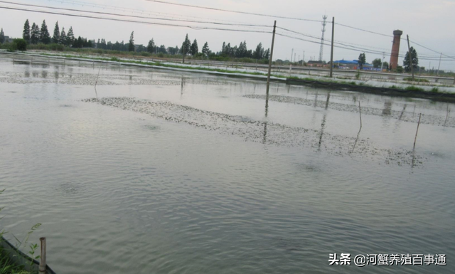 河蟹养殖：高温季节关于水草的养护方法和处理方案全都在这里了