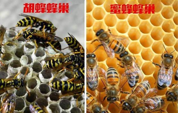 “杀人蜂”不产蜂蜜，那它们天天在忙什么？