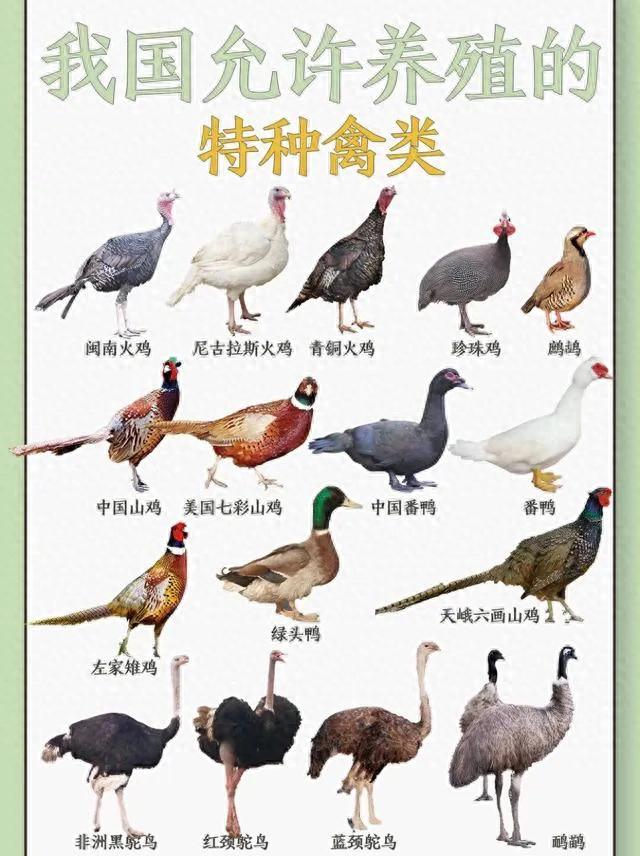 我国允许养殖的特种禽类
