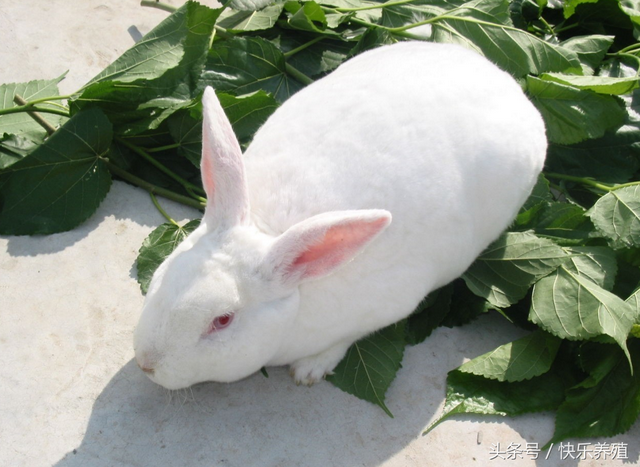 优良肉兔品种介绍，养兔效益的保障！