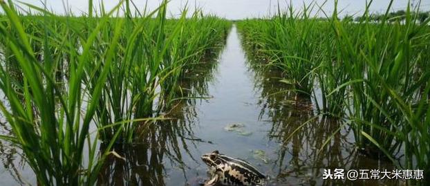 水稻利用种养结合，不但预防台风抗倒伏，而且大米口感好还高产