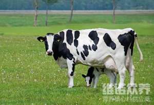 奶牛养殖精饲料(奶牛吃什么增加产奶量，奶牛常用饲料原料介绍)