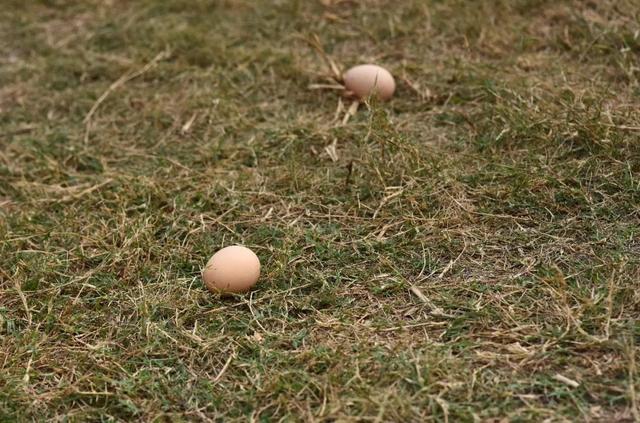 小哥5亩草地生态养殖1鸡住1球形鸡笼，“随鸡移动”，趣味性十足