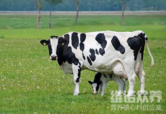 奶牛吃什么增加产奶量，奶牛常用饲料原料介绍