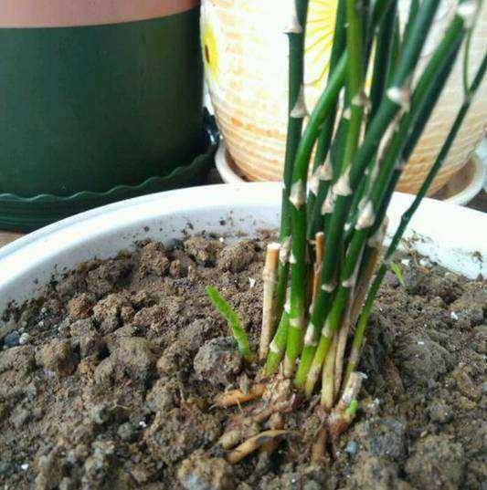 绿萝发财树黄叶快死了，一个小方法救活，一个月后砰砰爆盆