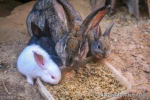 肉食兔养殖技术(肉食兔养殖不是不赚钱选对好的肉兔品种掌握好兔子养殖技术是关键)
