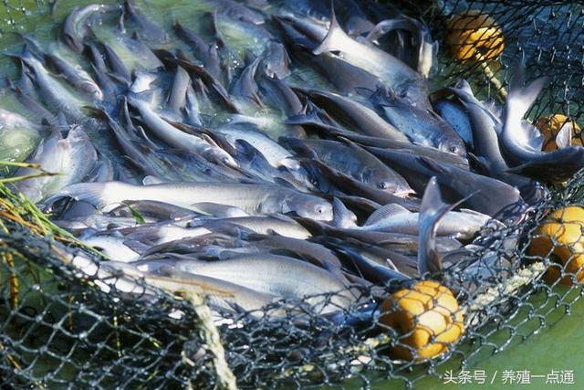 淡水鱼养殖要注意水温变化，掌握规律、注意防病