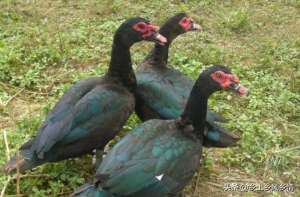 农村养殖场鸭子图片(中年农民返乡养殖旱鸭，最快90天出栏，一年养两批，年赚10万元)
