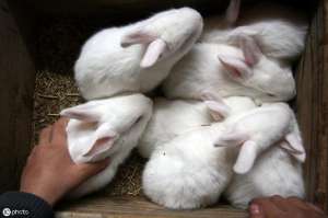 八点黑肉兔养殖技术(农村思麻兔养殖的建舍、饲喂、繁殖、防病管理知识)