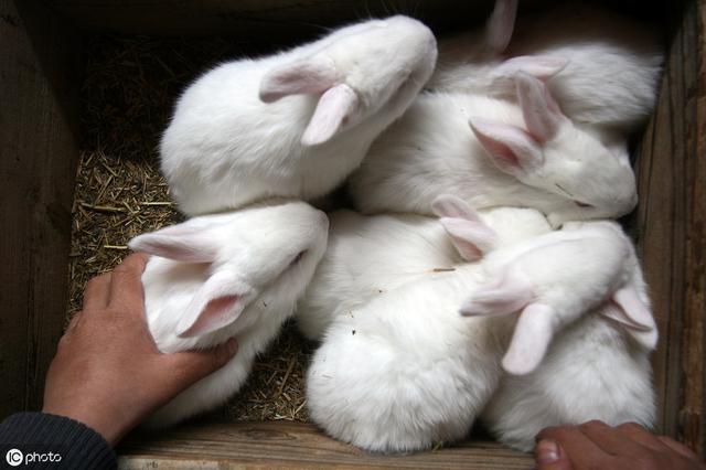 农村思麻兔养殖的建舍、饲喂、繁殖、防病管理知识