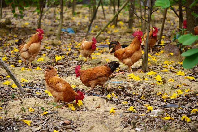 如何科学饲养土鸡，降低养殖成本？