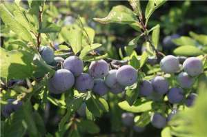 乌饭树养殖(此果可吃又可卖盆景，貌似蓝莓，却比蓝莓贵多了，售价高达35元)