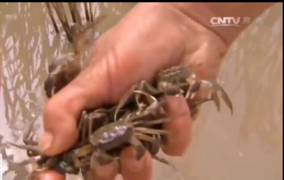 大闸蟹养殖新方法！学会这个养殖秘籍，你养殖的螃蟹也能大一倍