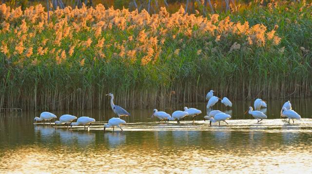 央媒报道：万只候鸟飞抵福田红树林湿地