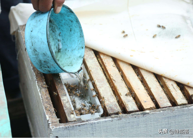 蜂蜜低到6元1斤，为何养蜂人还大量养殖？真相：当成垃圾也赚