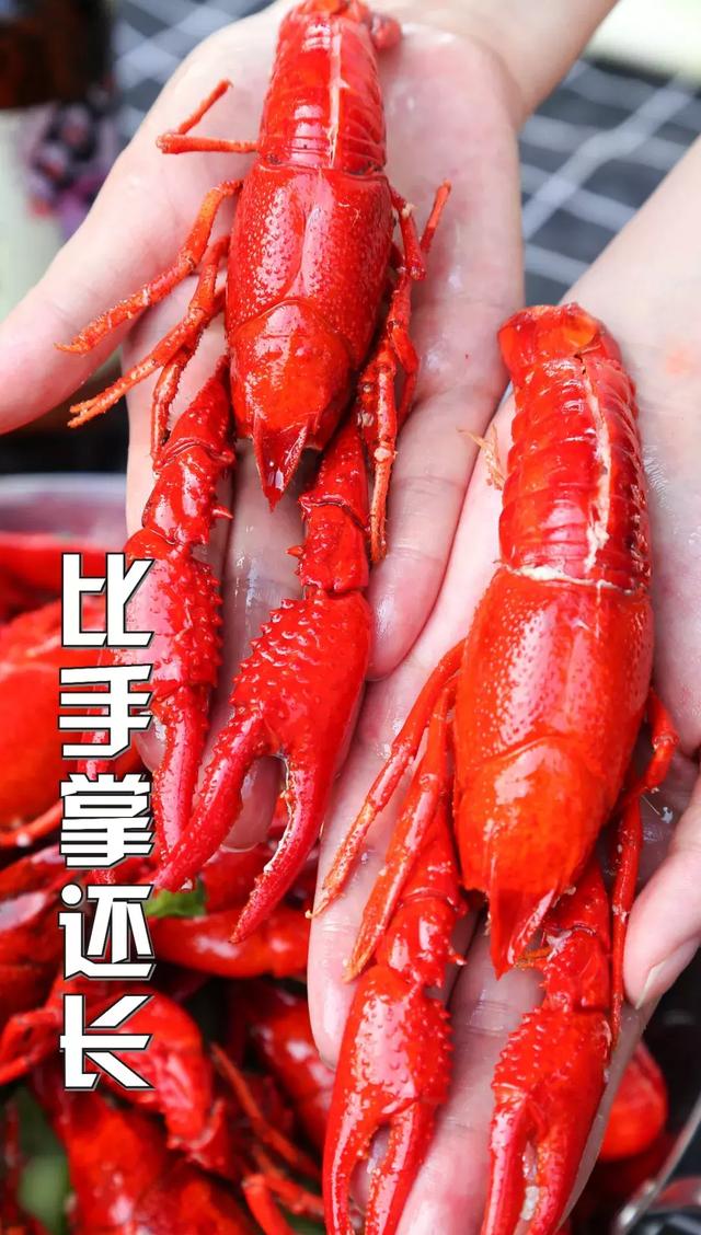 排队也要吃！坐落于江边2000㎡的庭院虾店，绵阳大大大号小龙虾！