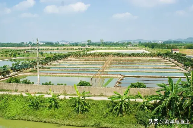 「绿色养殖」惠州财兴：仿生态养殖 成就品牌中华鳖