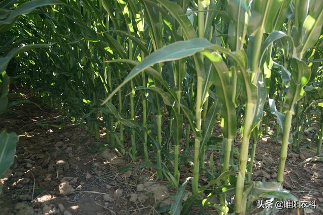 最耐密植的高产玉米新品种，最高可种8000株