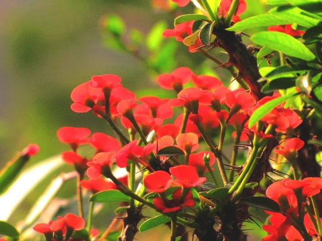 24种带有“虎”字的植物，有些花卉名称都没听过，你认识几种？