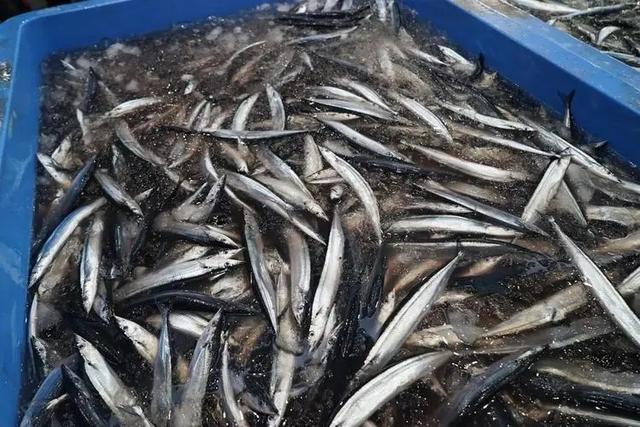 日本平民美食秋刀鱼，连续多年捕获量低迷，还曾怪中国捕捞太多？