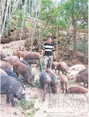 云南那里有野猪养殖
