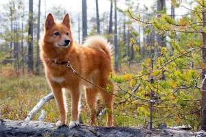 芬兰狐狸养殖技术(寻根问祖系列（69）：芬兰狐狸犬（Finnish Spitz）)