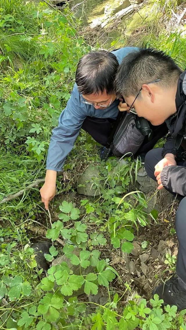 多年未见！滨州南部山区发现猪獾幼崽