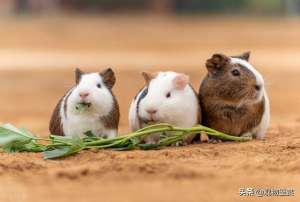豚鼠养殖笼(荷兰猪是最受欢迎的宠物鼠类之一，荷兰猪该怎么养？要准备什么)