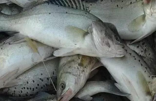 高利润、市场前景好的4个淡水鱼养殖品种
