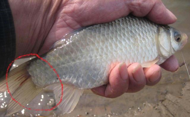 4种鱼类身上常见的“寄生虫”，3种无害，一种可寄生人体