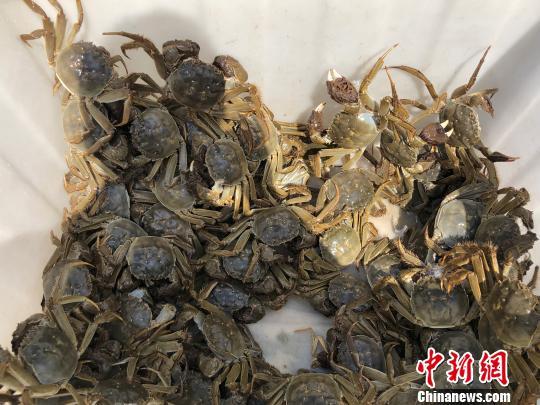 江苏三地大闸蟹产区：大批螃蟹“上岸”“盛产”致富“蟹经”