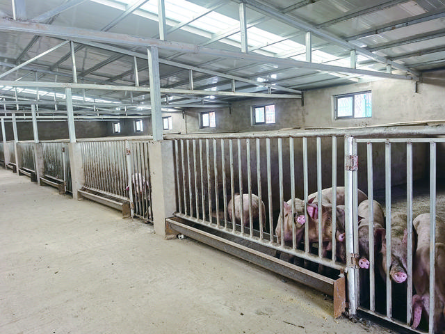 养猪创出致富路 乡村振兴加速度 ——尖扎县马克唐镇加让村生猪标准化养殖场见闻