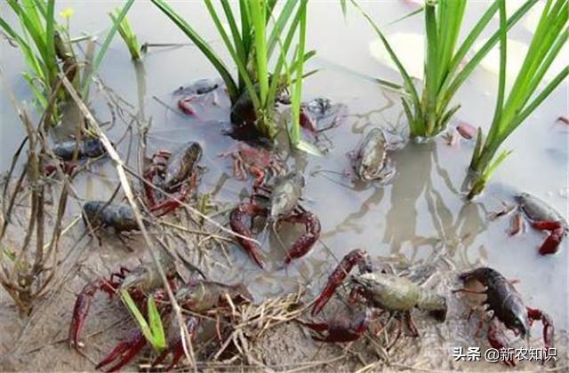 如何养殖稻田小龙虾：养殖稻田小龙虾的这几个养殖技术你知道么？