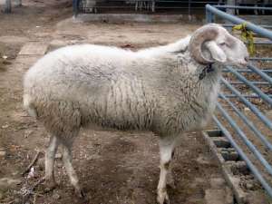 小尾寒羊的养殖技术(牛人总结的小尾寒羊饲养管理口诀，所有诀窍都有，收藏、分享吧)