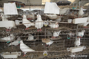 肉食鸽子养殖利润有多大？