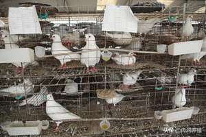 肉鸽子养殖成本(肉食鸽子养殖利润有多大？)